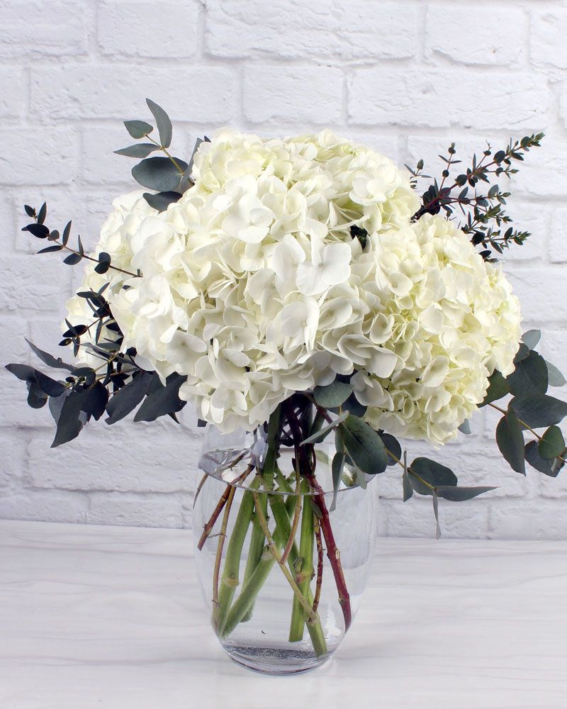How To Grow Stunning White Hydrangeas - harddthebetter